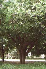 Mulberry Tree